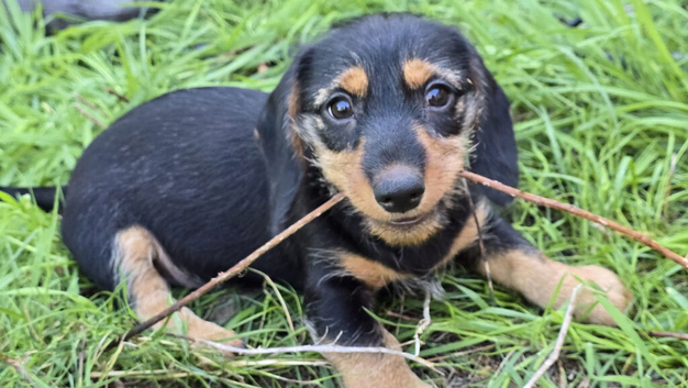 3/4 Daxi cross 1/4 Yorkie pups.