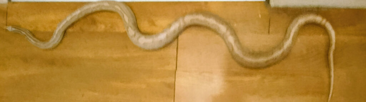 Male Anery Corn Snake Proven Breeder
