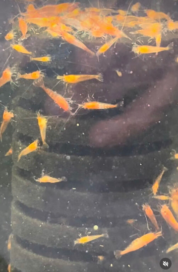 Cherry shrimp &pound;1 each