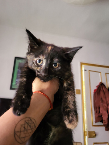 Tortoishell girl