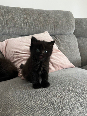 Last boy available Ragdoll cross kittens