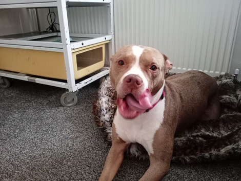 Female American bully