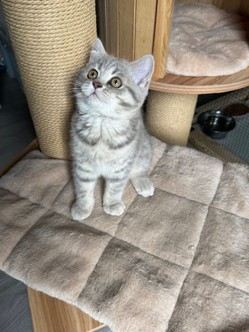 Scottish fold