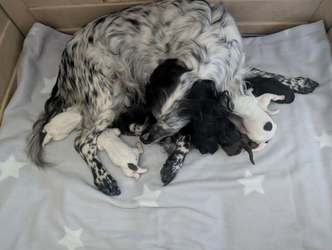 Beautiful cocker spaniel puppies