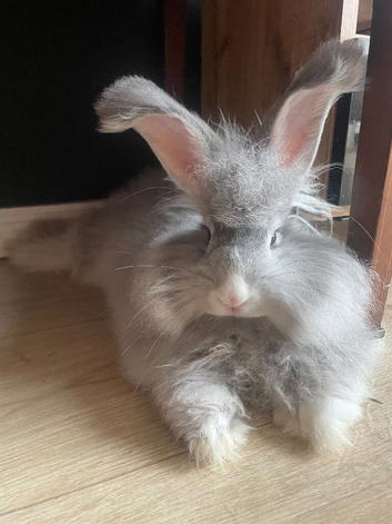 Beautiful 4months old angora rabbit