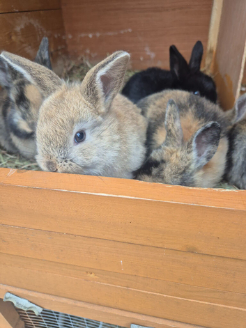 5 bunnys forsale ready now
