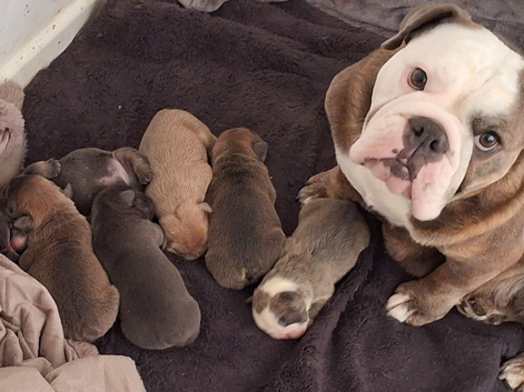 English Bulldog Puppies