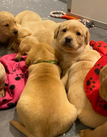 Labrador Retriever Puppies &ndash; 6 Boys & 2 Girls Available