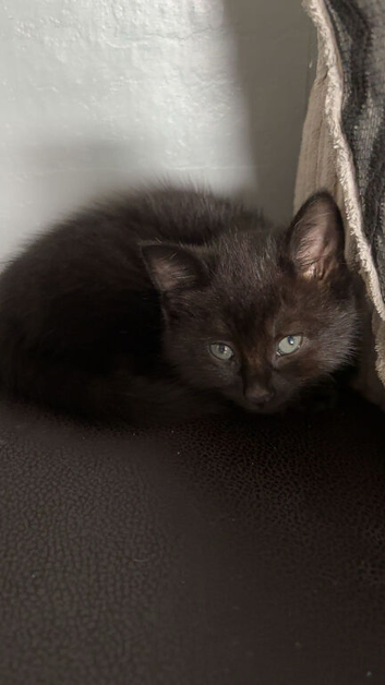 Black male kitten