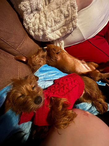 2 dachshund dogs