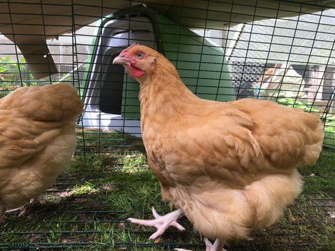 Bantam Orpington cockerels - buff or black