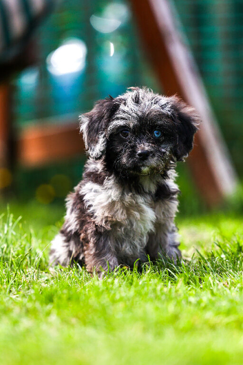 Cavapoo boys and girls