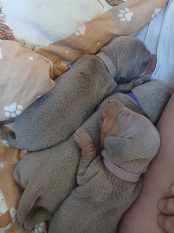 Isabella pups