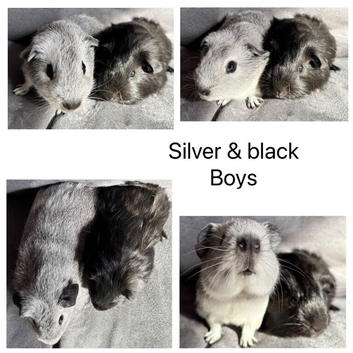 X2 baby male Guineapigs
