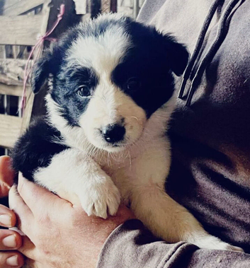 Beautiful border collie puppys