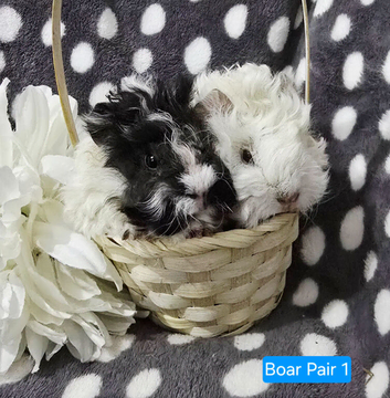 Lunkarya x funky boar pair