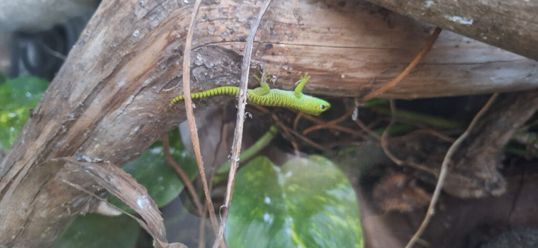 Beautiful giant day gecko