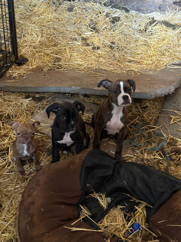 View from 5.30pm Friday to take home Boxer x Boston terrier. Aka mini boxer quick sale