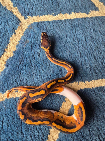 Pied het albino