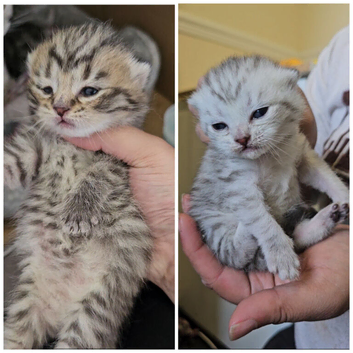 Tabby British shorthair