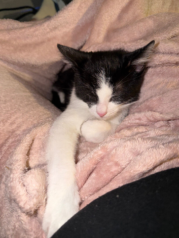 12 week old kitten