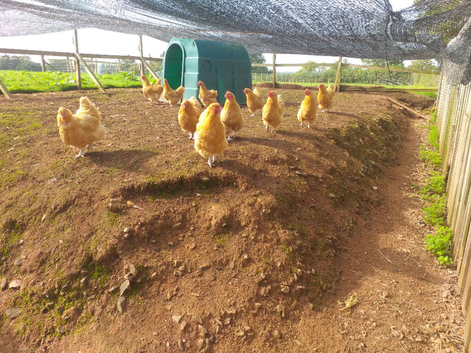 4-5 year old buff orpington hens
