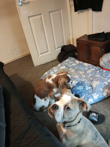 Old English bulldog do for sale