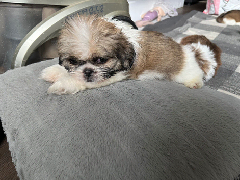 Shih Tzu pups 2 girls 1 boy girls born with no tails