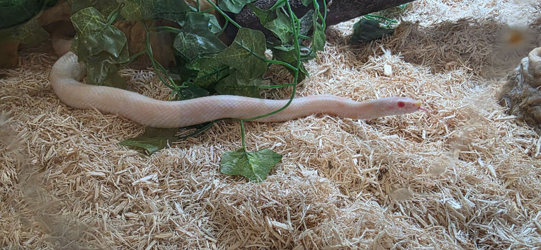 Juvenile snow corn snake and 4ft vivarium