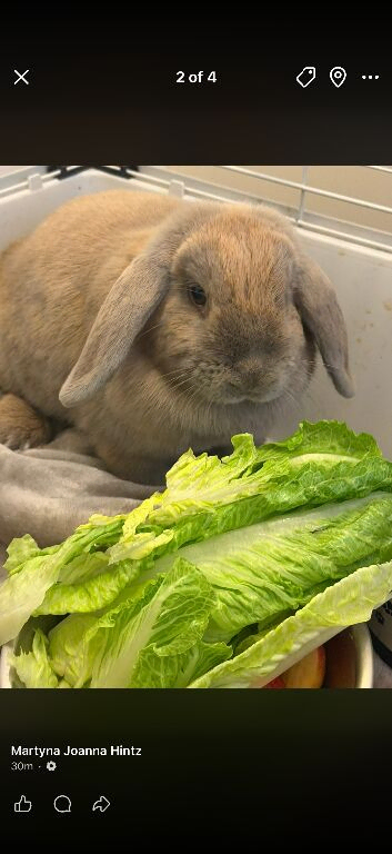 Mini lop