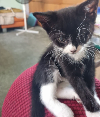 Kittens for sale