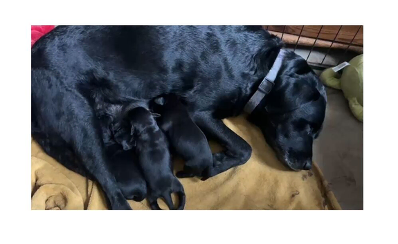 Labrador Puppies Shropshire