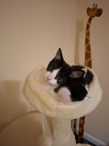 Kittens