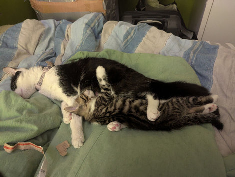 2 kittens for sale