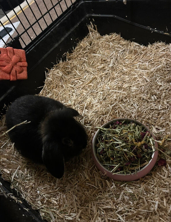 Female mini lop
