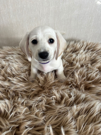 Miniature Dachshund