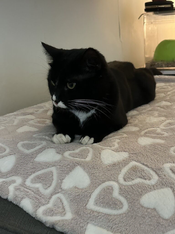black white one year old boy regi