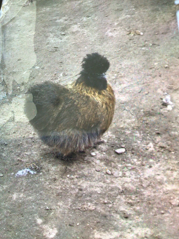 Partridge bantam hen