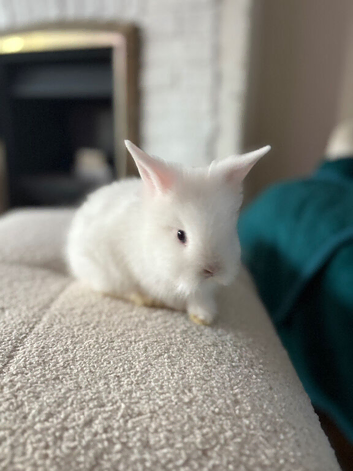 White with blue eyes
