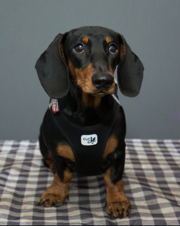 Beautiful litter of standard Dachshunds