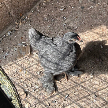 Brahma Chick