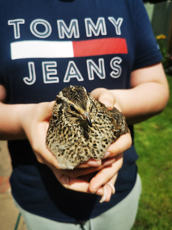 Mixed quail jumbo breeds