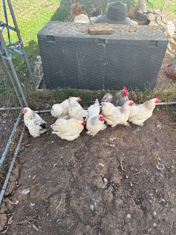 Pekin bantam chickens
