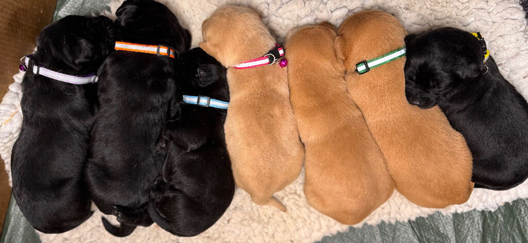 Exceptional RKC Reg Labrador puppies