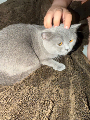 Healthy 2 years old British Shorthair needing new home
