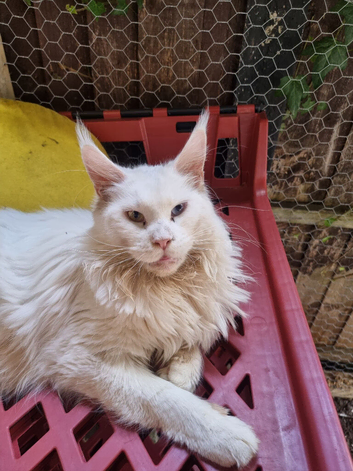 Tica registered Main coon kitten