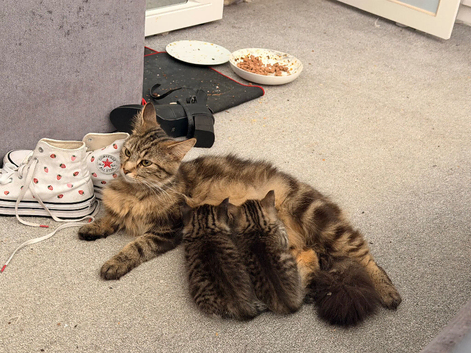 Maine coon cross kittens