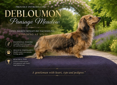 Debloumon pansage meadow to be proven