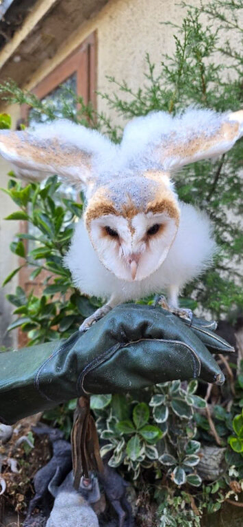 Barn Owl For Sale