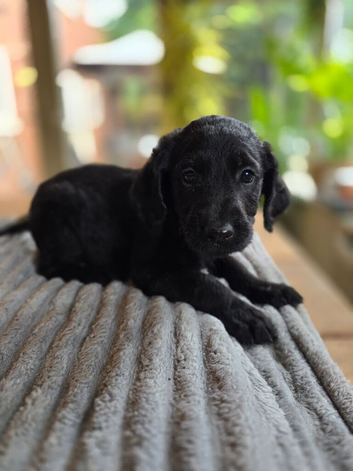 1 Gorgeous Labradoodle Girl Left!